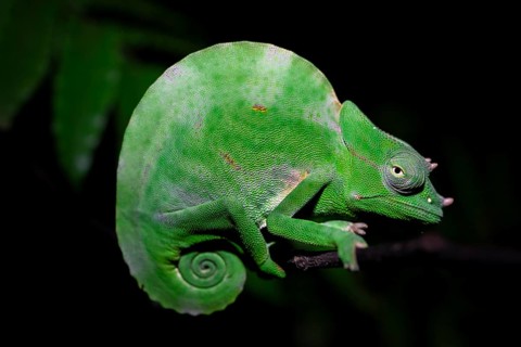 Usambara three-horned chameleon (Trioceros deremensis), chameleon on a branch at night, Amani