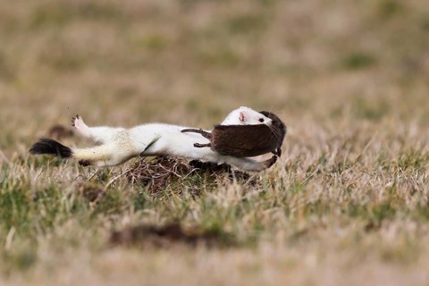 Short-tailed Weasel (Mustela erminea) running with Water Vole (Arvicola amphibius) prey, Hesse,