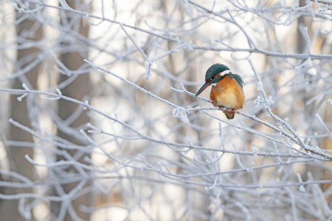 Kingfisher (Alcedo atthis) on its perch, Schlitters, Tyrol, Austria