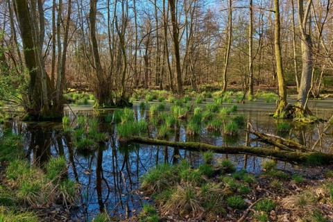 A peaceful alluvial forest with reflecting water and green grasses, surrounded by slender trees,