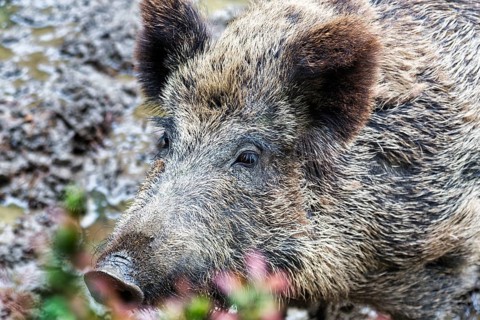 Wild boar (Sus scrofa) in the wallow, portrait, captive, Olderdissen Zoo, Bielefeld, Teutoburg