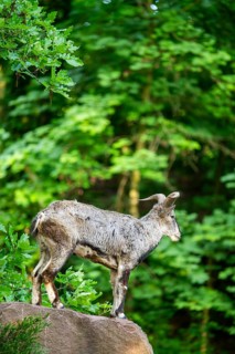 Bharal (Pseudois nayaur), standing on a rock, Bavaria, Germany
