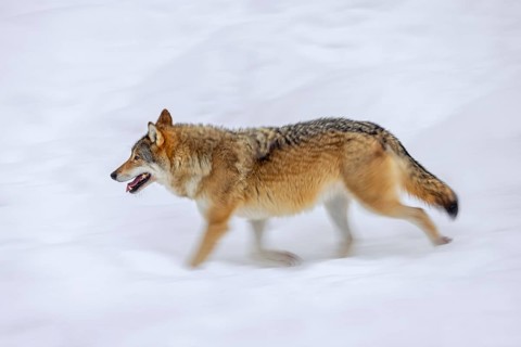 Motion blurred solitary Eurasian wolf, European grey wolf (Canis lupus lupus) running in the snow