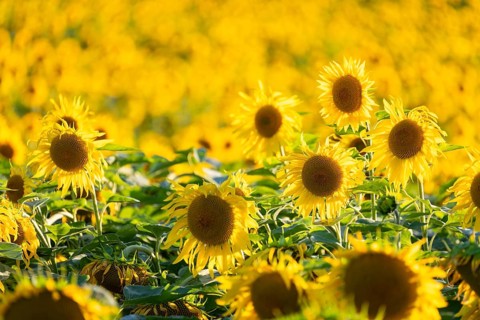 Sunflower (Helianthus annuus), field, agricultural plant, Ringgenbach, Meßkirch, Sigmaringen