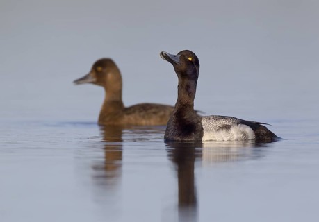 Lesser Scaup, male and female
