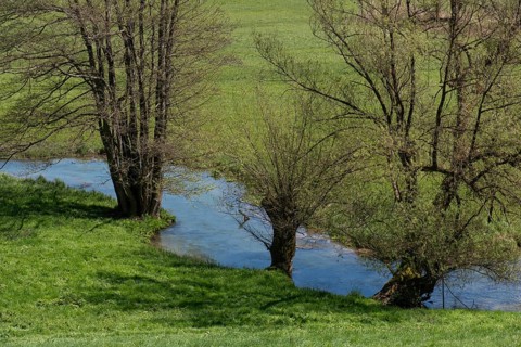 Black alders (Alnus glutinosa) and willows (Salix) by a river in spring, Franconia, Bavaria,