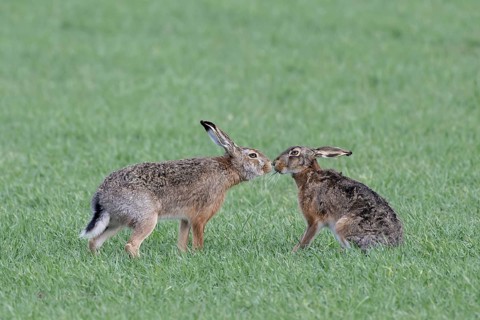 European hare (Lepus europaeus) mating season, so-called gathering time, hares sniff each other,