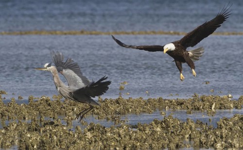 Bald Eagle (Haliaeetus leucocephalus) attacks Great Blue Heron (Ardea herodias), Washington, USA