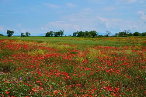 Flower meadow with poppies (Papaver), trees in the background and a slightly overcast sky, summer,