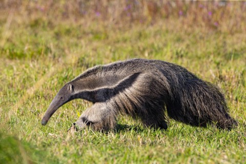 Giant anteater (Myrmecophaga tridactyla) Pantanal Brazil