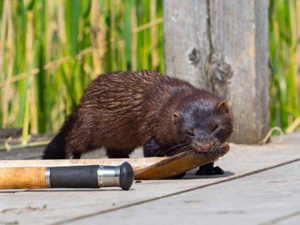 A mink captures a rudd from an angler