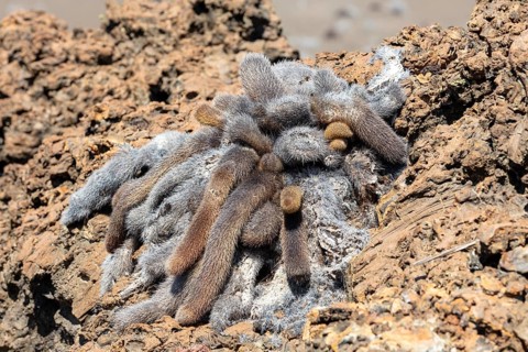 Brachycereus nesioticus (Cactaceae), Bartolome, Galapagos, Ecuador