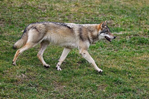 European gray wolf (Canis lupus lupus), running across meadow, captive, Switzerland