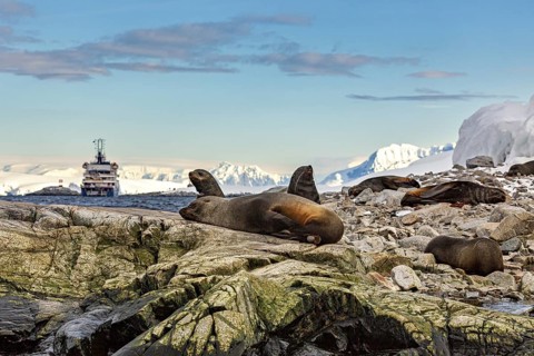 Seals relaxing on rocks near the sea, a ship cruises in the background, Antarctic seals and harbour