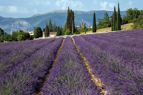 Lavender field, flowering true lavender (Lavandula angustifolia), Roumoules, Plateau de Valensole,