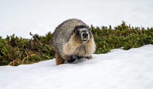 Hoary marmot (Marmota caligata) walking on snow in spring, Alaska, USA
