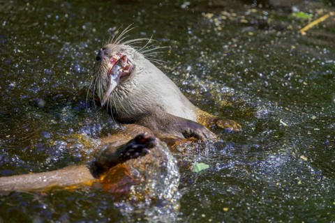 Otter with a fish, UnterWasserReich, Schrems, Lower Austria, Austria