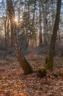View through two mossy trees onto a young beech tree with dried leaves, foliage, backlight, sun