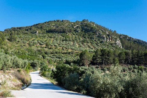 A road leading through green wooded hills, under a cloudless sky, olive groves at Bedmar y Garcíez,