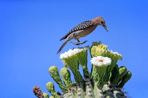 Gila woodpecker (Melanerpes uropygialis), adult, female, feeding on saguaro cactus flower, Sonoran