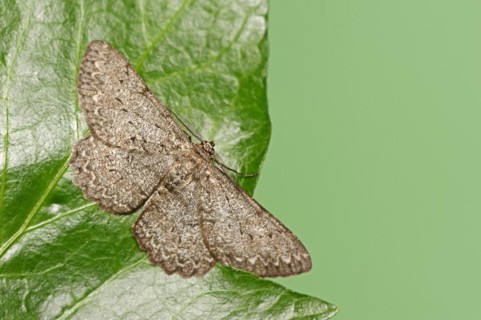 Ash-grey moth (Hypomecis punctinalis), male, moth, North Rhine-Westphalia, Germany