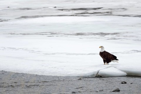 Auf dem Eis am Fluss... Weisskopfseeadler *Haliaeetus leucocephalus*
