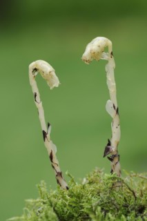 Spruce asparagus (Monotropa hypopitys, Hypopitys monotropa), North Rhine-Westphalia, Germany