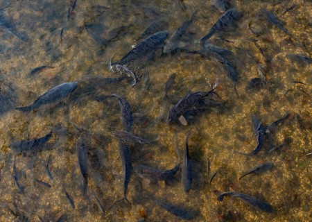 Fish pond with carp (Cyprinus carpio) in the Blockheide nature park Park near Gmünd, Waldviertel,