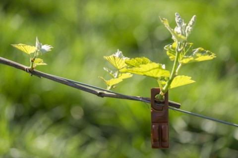 Pest control in the vineyard, young leaves of a grapevine in spring, pheromone ampoule for