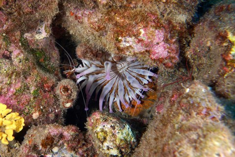 White club anemone (Telmatactis cricoides) with purple-coloured tentacles in a crevice. Dive site