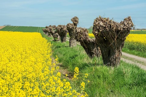 Small country road with willow trees by fields with flowering rapeseed in Skivarp, Skurup