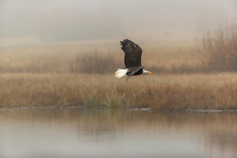 One Bald Eagle, Haliaeetus leucocephalus, flying over a small pond with reed gras on a foggy cold