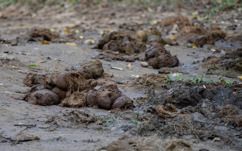 Elephant dung or poop spread on road