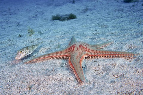 Astropecten aranciacus (Astropecten aranciacus) on sandy bottom, accompanied by a small pearled