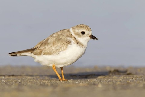 Piping Plover (Charadrius melodus), Florida, USA