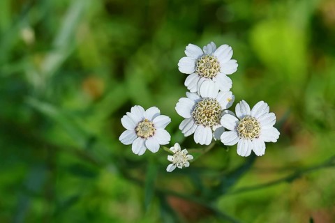 Yarrow, common yarrow (Achillea millefolium), flowers in a meadow, medicinal plant of the year