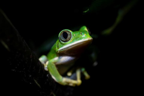 Forest climbing frog (Leptopelis barbouri) in the jungle, night view, Amani Forest Reserve,