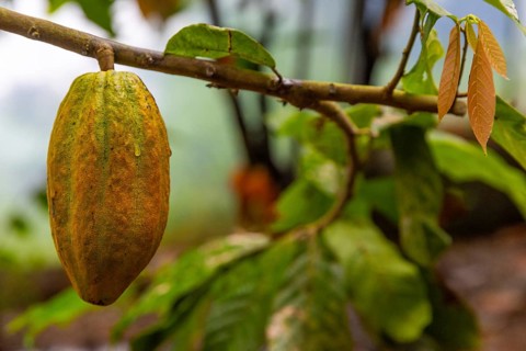 Cocoa fruit on a tree, cocoa (Theobroma cacao), Costa Rica