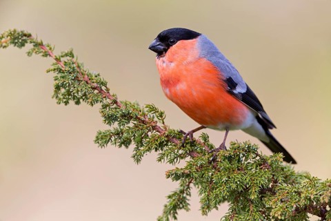 Gimpel, Dompfaff, Northern Bullfinch, Bullfinch, Eurasian Bullfinch, Common Bullfinch, Pyrrhula