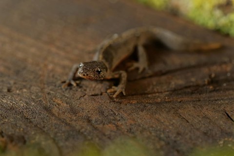 Alpine newt. leaves and lichens. Hessen, Germany