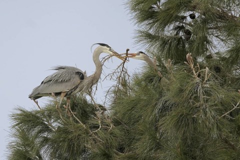 Great Blue Heron (Ardea herodias), Arizona, USA