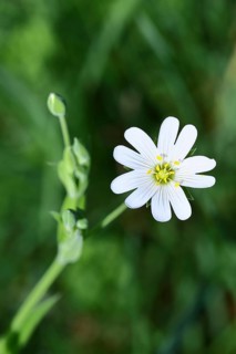 Greater stitchwort (Stella holostea), flowering in the forest, close-up, spring, Wilnsdorf, North