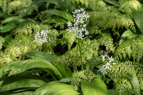 Wild garlic (Allium ursinum) and maidenhair fern (Adiantum capillus-veneris), Emsland, Lower