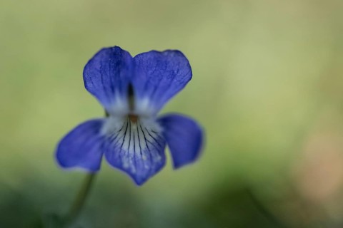Grove violet (Viola riviniana), Emsland, Lower Saxony, Germany