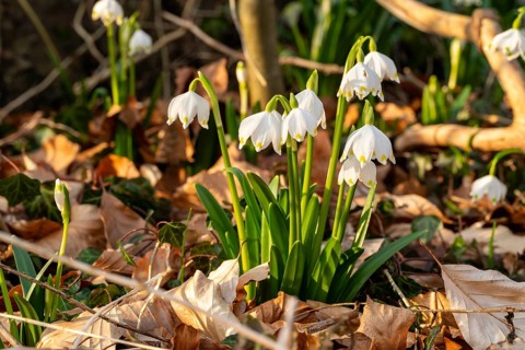 Close-up of spring knotweed (Leucojum vernum) in the forest, also known as marzenbecher, in
