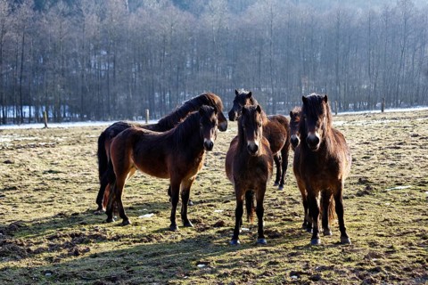 Exmoor ponies, herd on winter pasture, Hutewald forest in the Solling-Vogler nature park Park,
