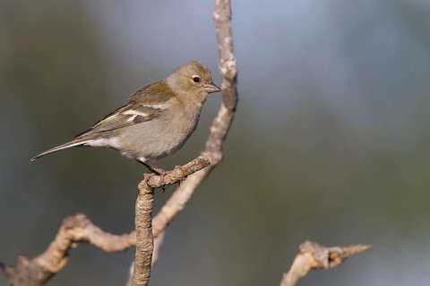 Atlas Chaffinch - Afrikanischer Buchfink - Fringilla coelebs ssp. africana, Morocco, female
