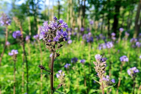 Blue flowers of the Alpine Milk Lettuce (Cicerbita alpina) on the Bärenstein, Erzgebirge, Saxony,
