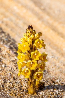 Pale yellow summer orchid (Orobanche flava), blooms in the Huqf rocky desert, Arabian Peninsula,
