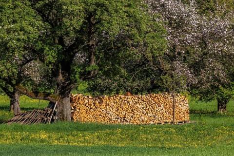 Pile of firewood in an orchard. Erkenbrechtsweiler, Baden-Württemberg, Germany